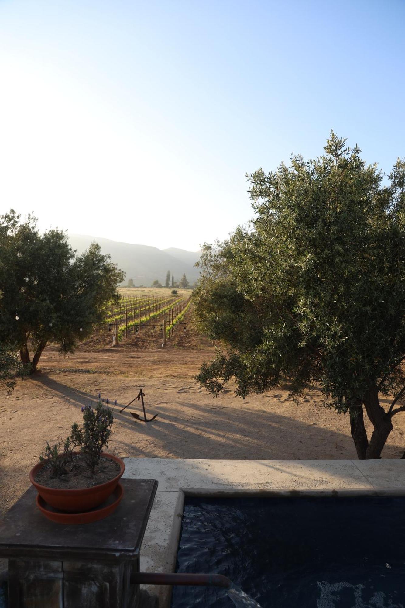 Alma Liebre Vinedos Del Valle فالي دي جوادالوبي المظهر الخارجي الصورة